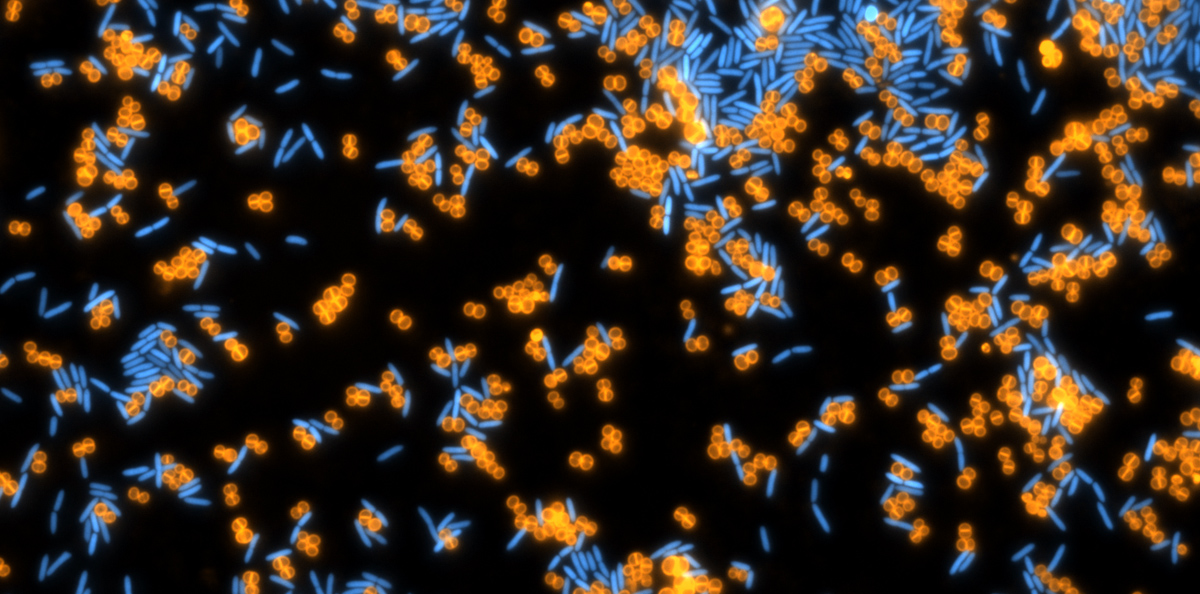 Institut für Mikrobiologie